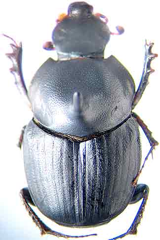 http://www.gorodinski.ru/copr/Onthophag.     nasalis.jpg